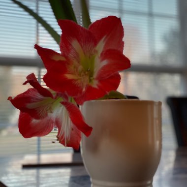 Hippeastrum 'Red Lion'