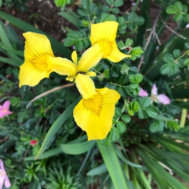 Yellow Flag Iris