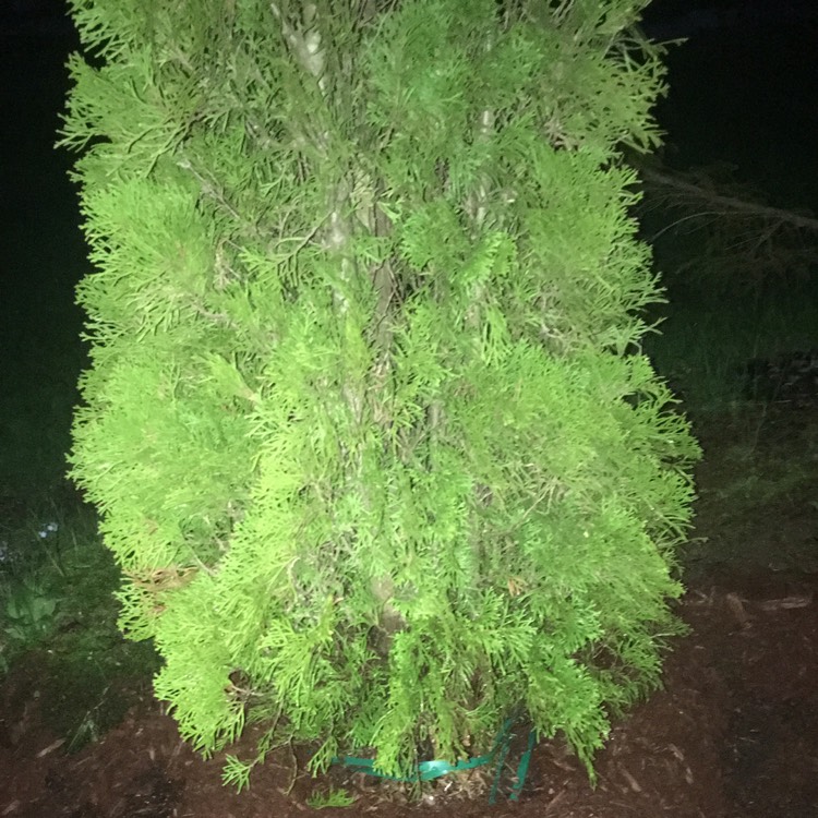 Plant image Thuja occidentalis 'Emerald Green'