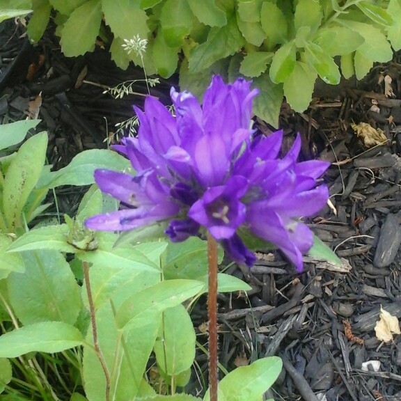 Clustered Bellflower