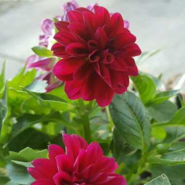 Dahlia 'Dahlinova Carolina Burgundy' (Dahlinova Series)