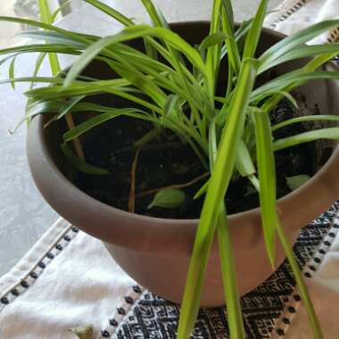 Spider Plant 'Lemon'