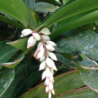 Alpinia zerumbet 'Variegata'