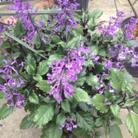 Plant image Plectranthus Saccatus