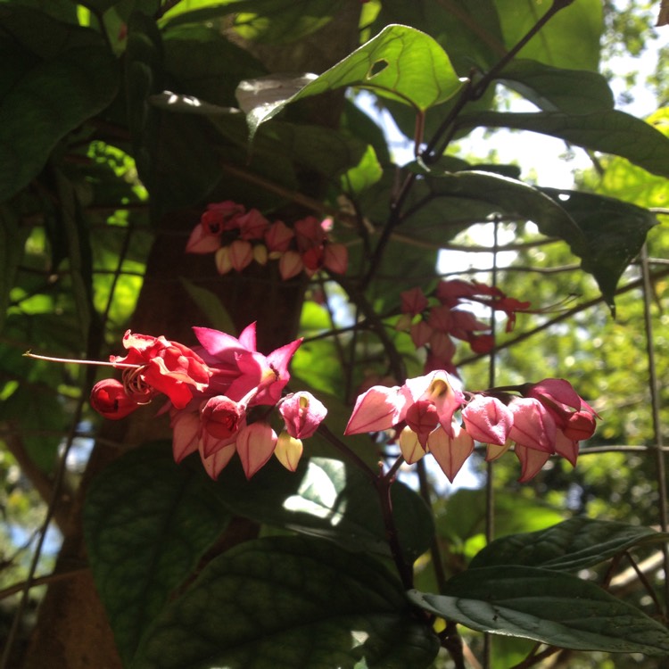 Plant image Antigonon leptopus