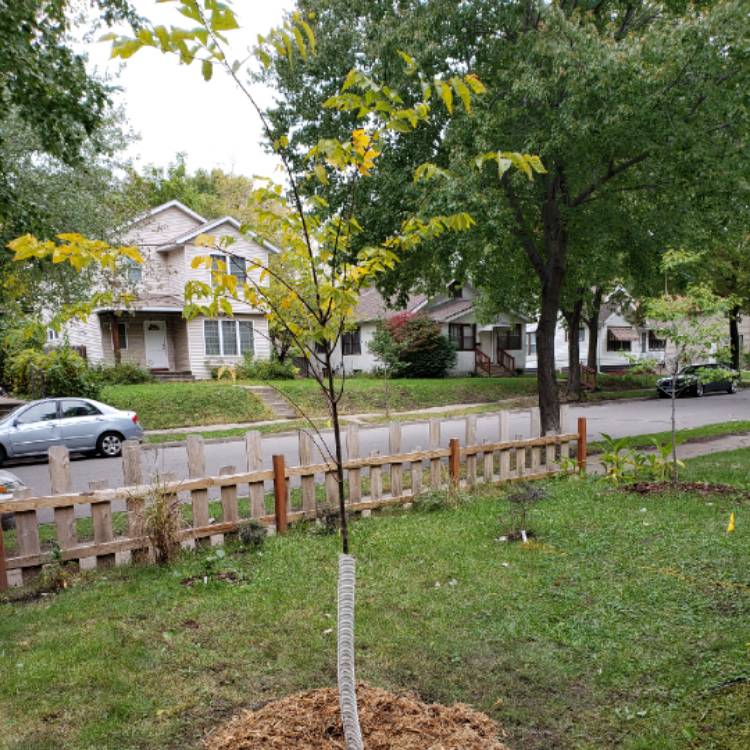 Plant image Zelkova serrata 'Kiwi Sunset'