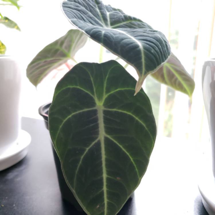 Plant image Alocasia reginula