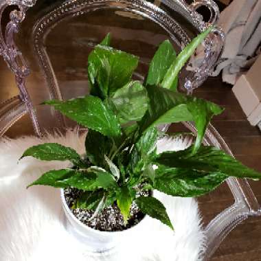 Spathiphyllum 'Domino'