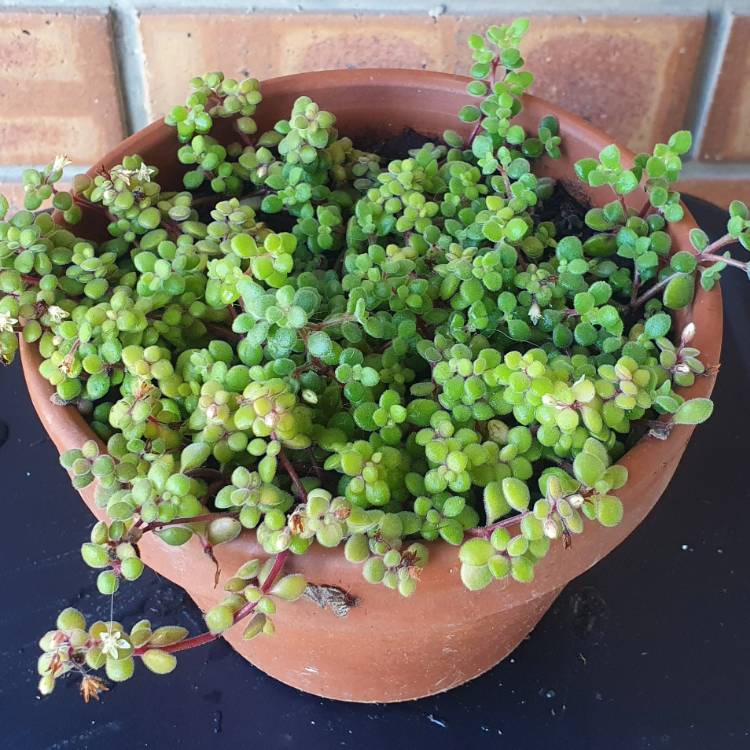 Plant image Crassula expansa subsp. fragilis