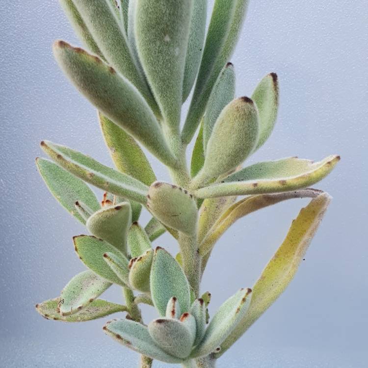 Plant image Kalanchoe tomentosa yellow variegated 