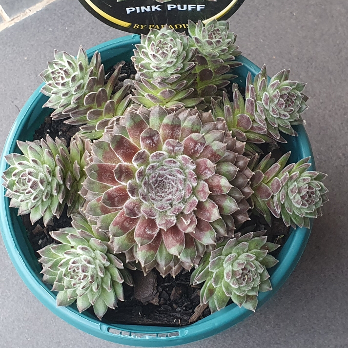 Plant image Sempervivum Pink Puff