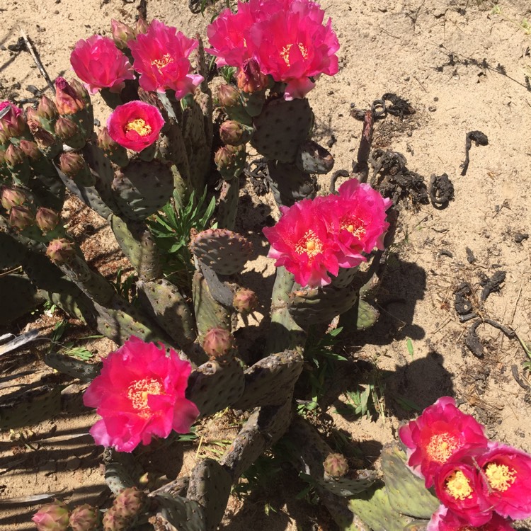 Plant image Opuntia azurea