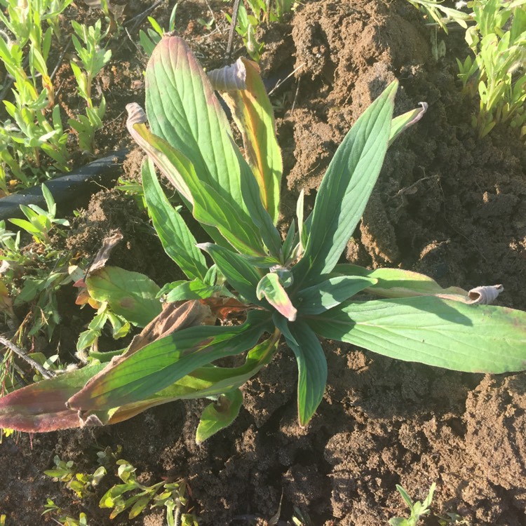 Plant image Echium candicans syn. Echium fastuosum