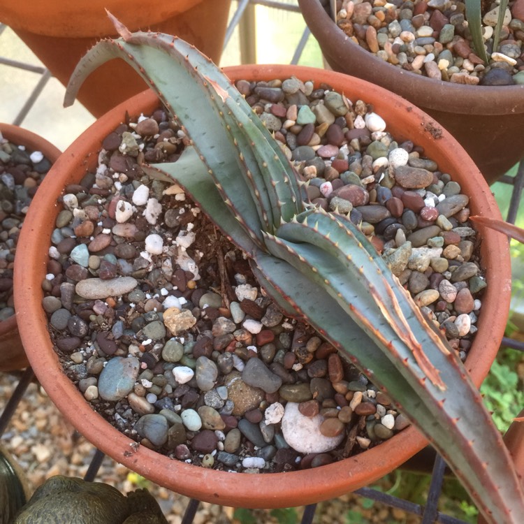 Plant image Aloe suprafoliata