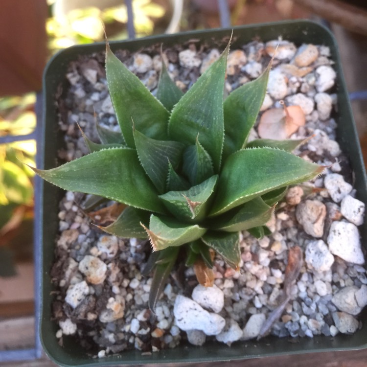 Plant image Haworthia retusa 'Milky Way'