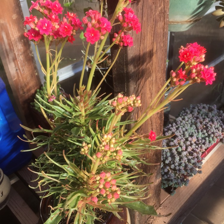 Plant image Kalanchoe katapifa 'Tarantula'