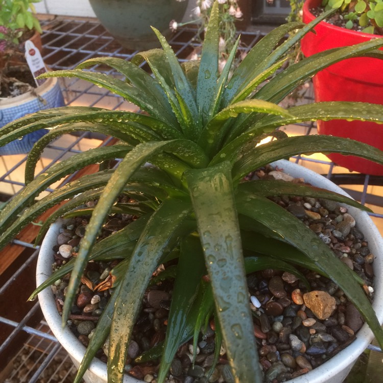 Plant image Dyckia Brevifolia