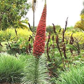 Plant image Echium wildpretii