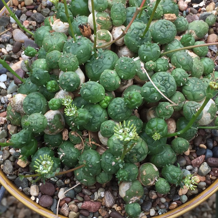 Plant image Euphorbia globosa