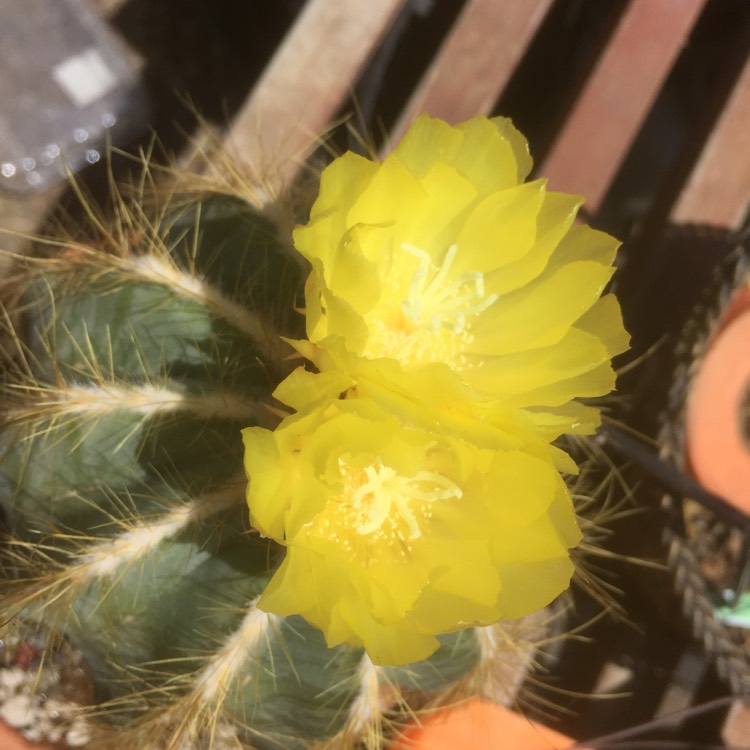 Plant image Melocactus