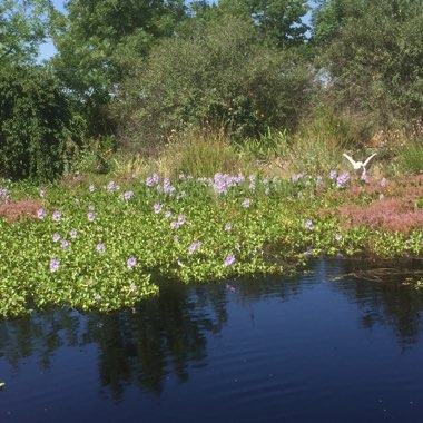 Eichhornia crassipes