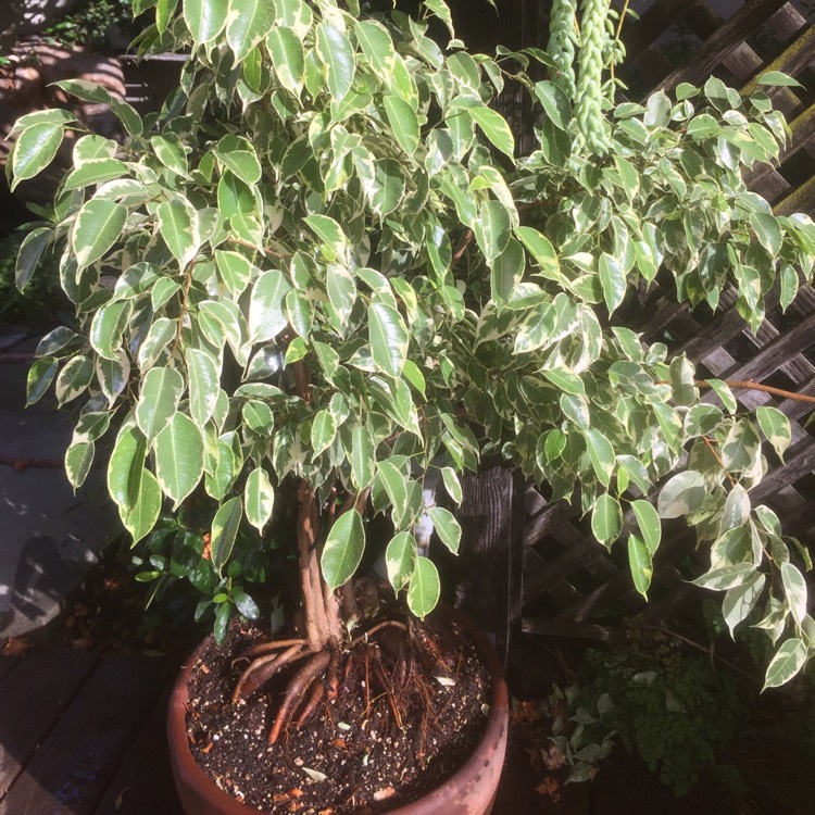 Plant image Ficus benjamina 'Starlight'