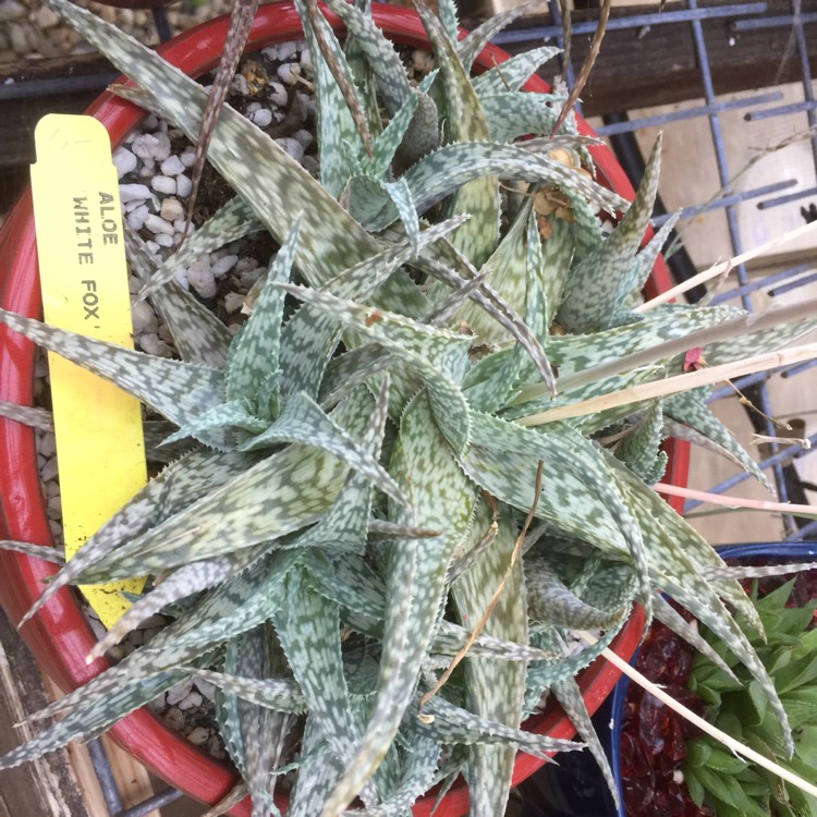 Plant image Aloe 'White Fox'