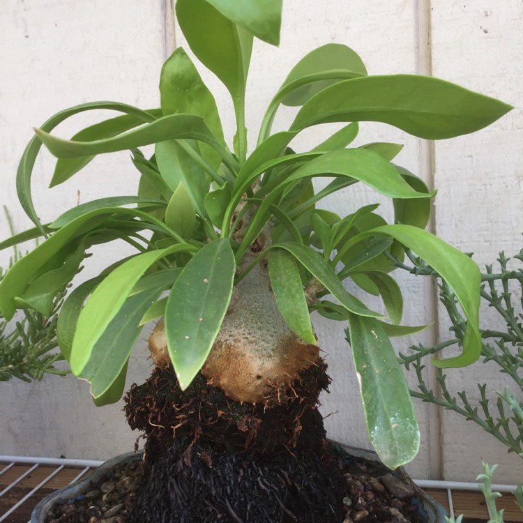 Plant image Myrmecodia beccarii