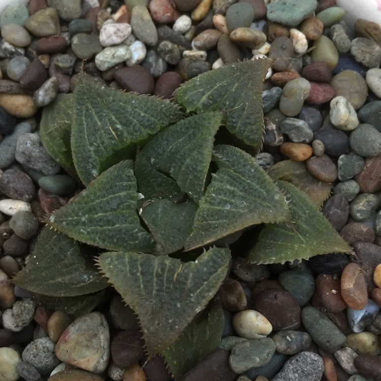 Plant image Haworthia magnifica