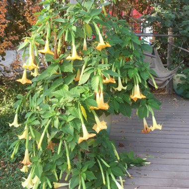 Brugmansia