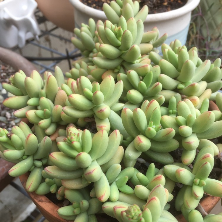 Plant image Crassula nudicaulis var. 'Herrei'