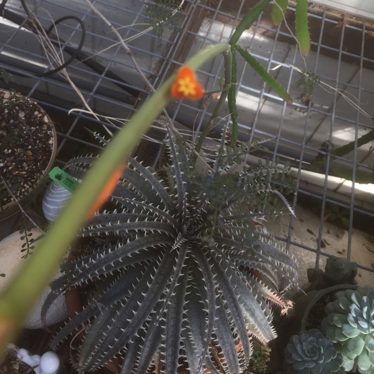 Plant image Dyckia 'Brittle Star'