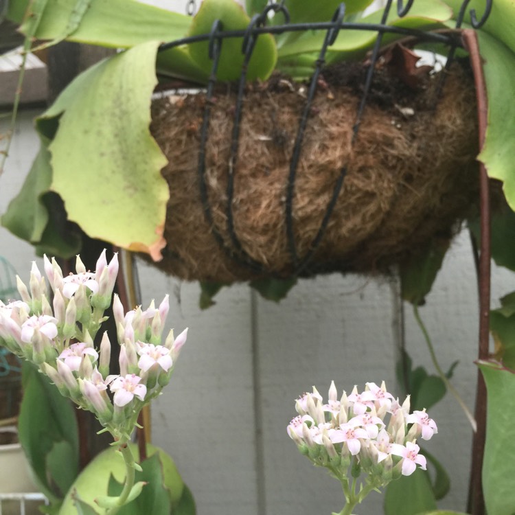 Plant image Kalanchoe Synsepala