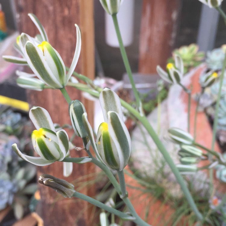 Plant image Albuca Polyphylla