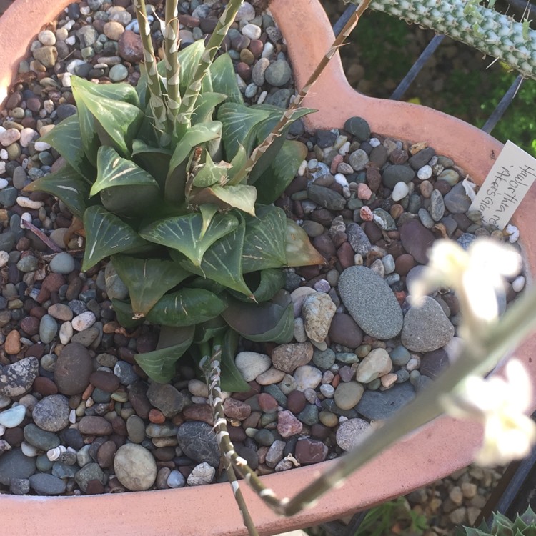 Plant image Haworthia retusa 'Atlas Giant'