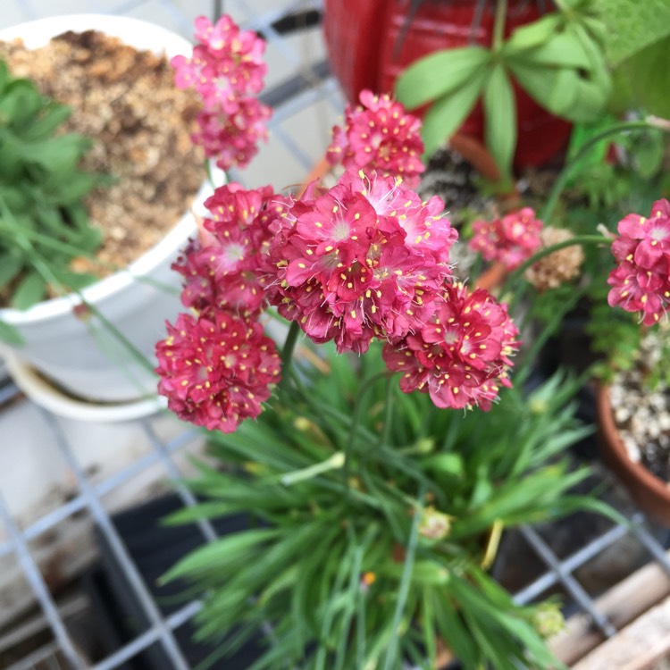 Plant image Armeria Pseudoarmeria 'Ballerina red'