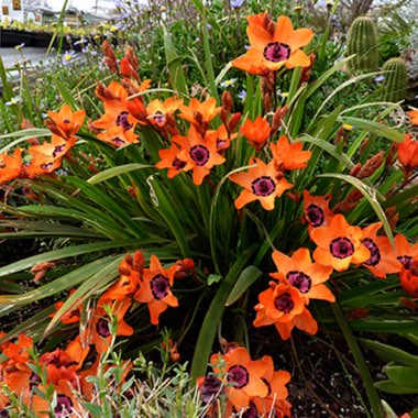 Sparaxis Elegans 