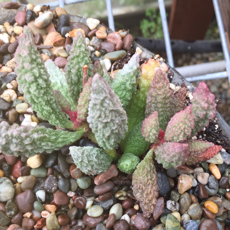 Plant image Adromischus marianae v. herrei