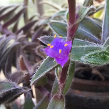 Cyanotis somaliensis syn. Tradescantia somaliensis