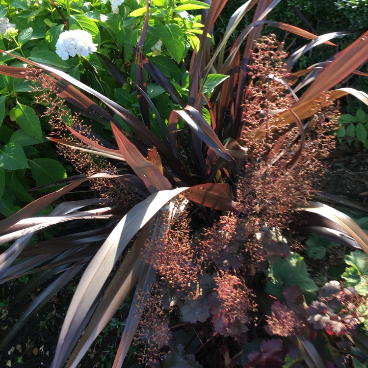 Plant image Phormium cookianum 'Black Adder'