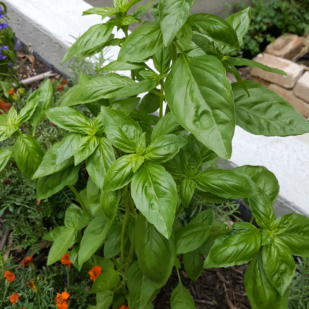 Basil 'Sweet Mammoth'