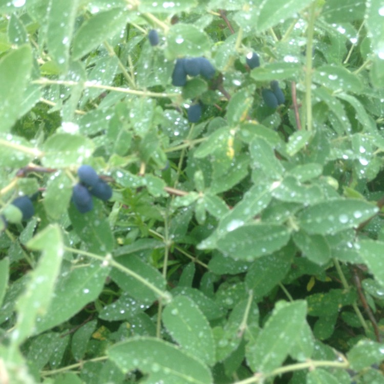 Plant image Lonicera caerulea var. kamtschatica 'Borealis'