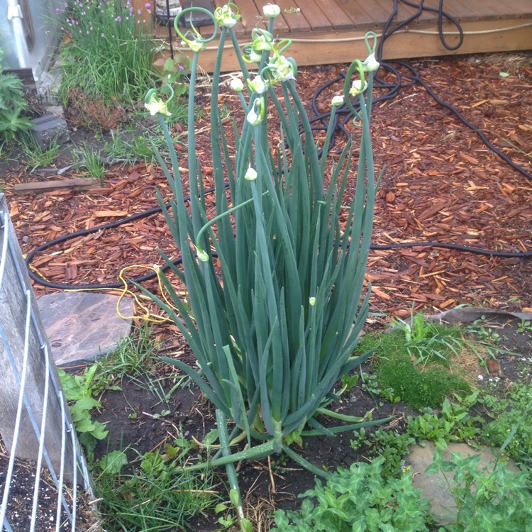 Plant image Allium x proliferum