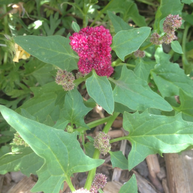 Plant image Chenopodium Capitatum Syn. Blitum capitatum