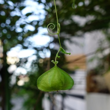 Balloon Vine