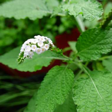 Indian heliotrope