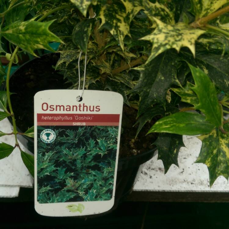 Plant image Osmanthus heterophyllus 'Goshiki'