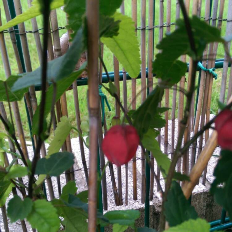 Plant image Abutilon 'Nuabred' (Lucky Lantern Series) syn. Abutilon 'Lucky Lantern Red'