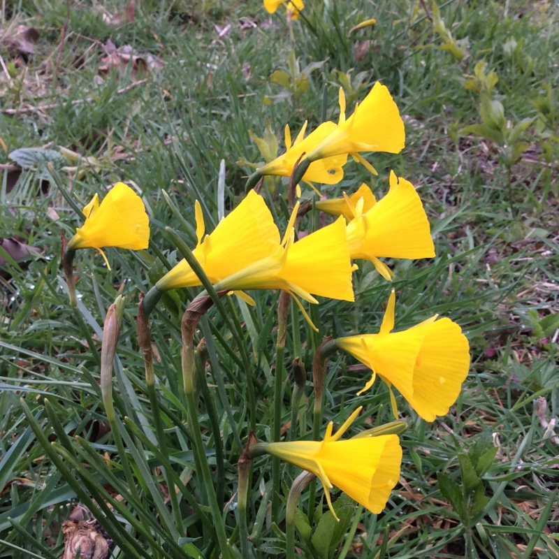 Daffodil 'Oxford Gold' (Bulbocodium)