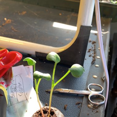 Radish 'Cherry Belle'